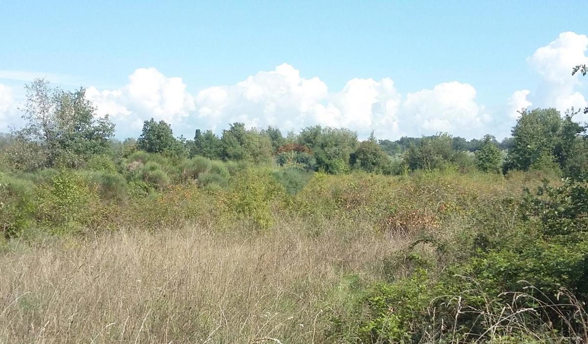 Stavbno zemljišče Lovrečica, Umag, 3.156m2