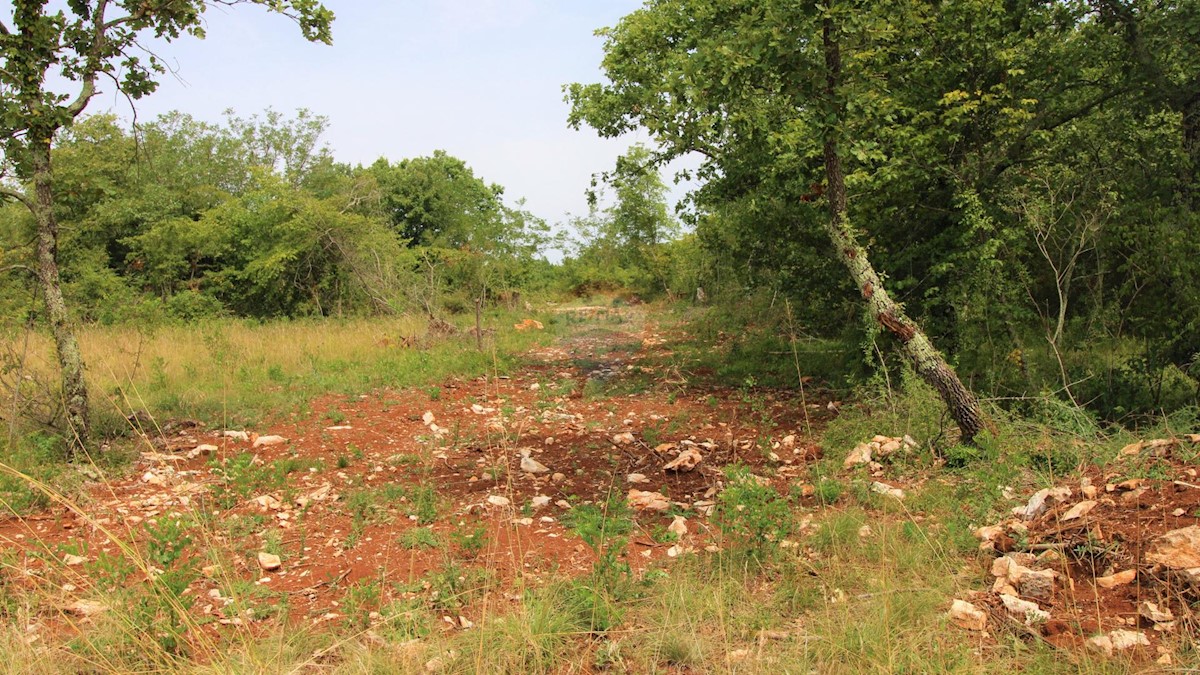 Makovci, Grožnjan, 1.000m2