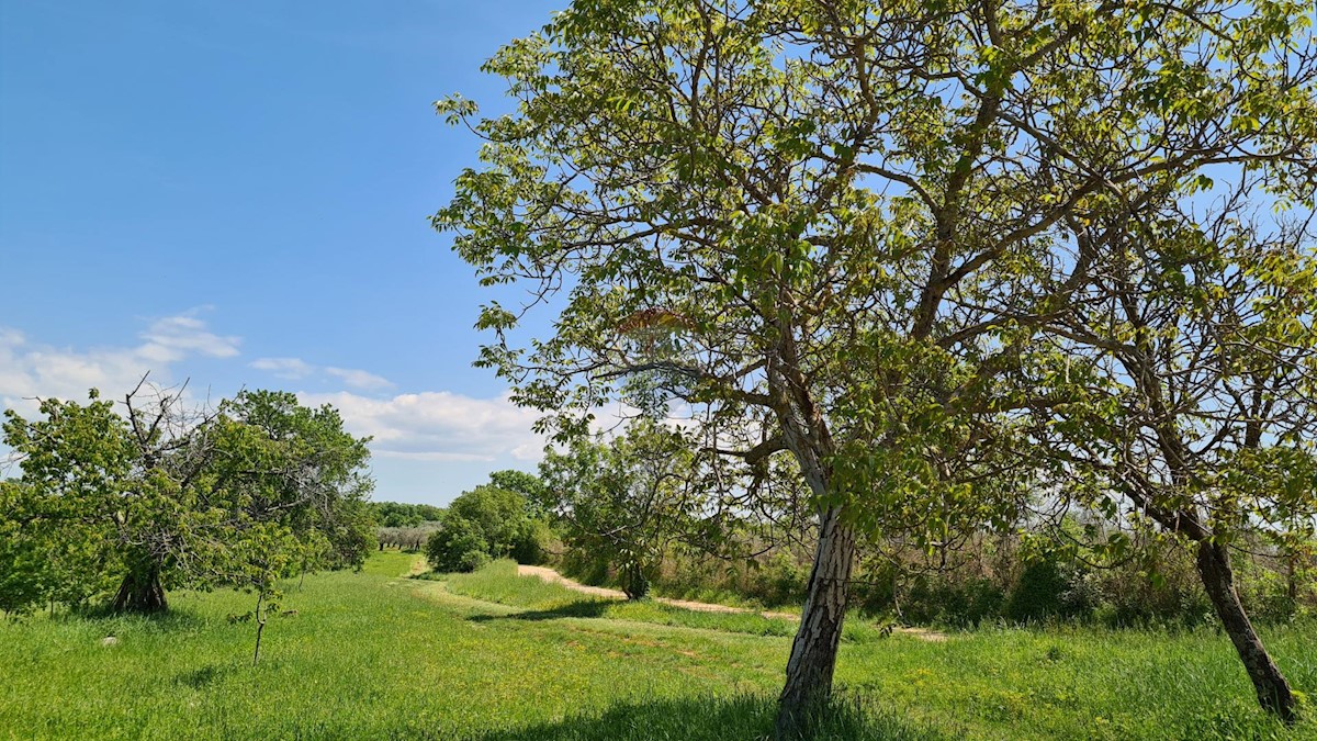 Poreč okolica, Poreč, 1.100m2