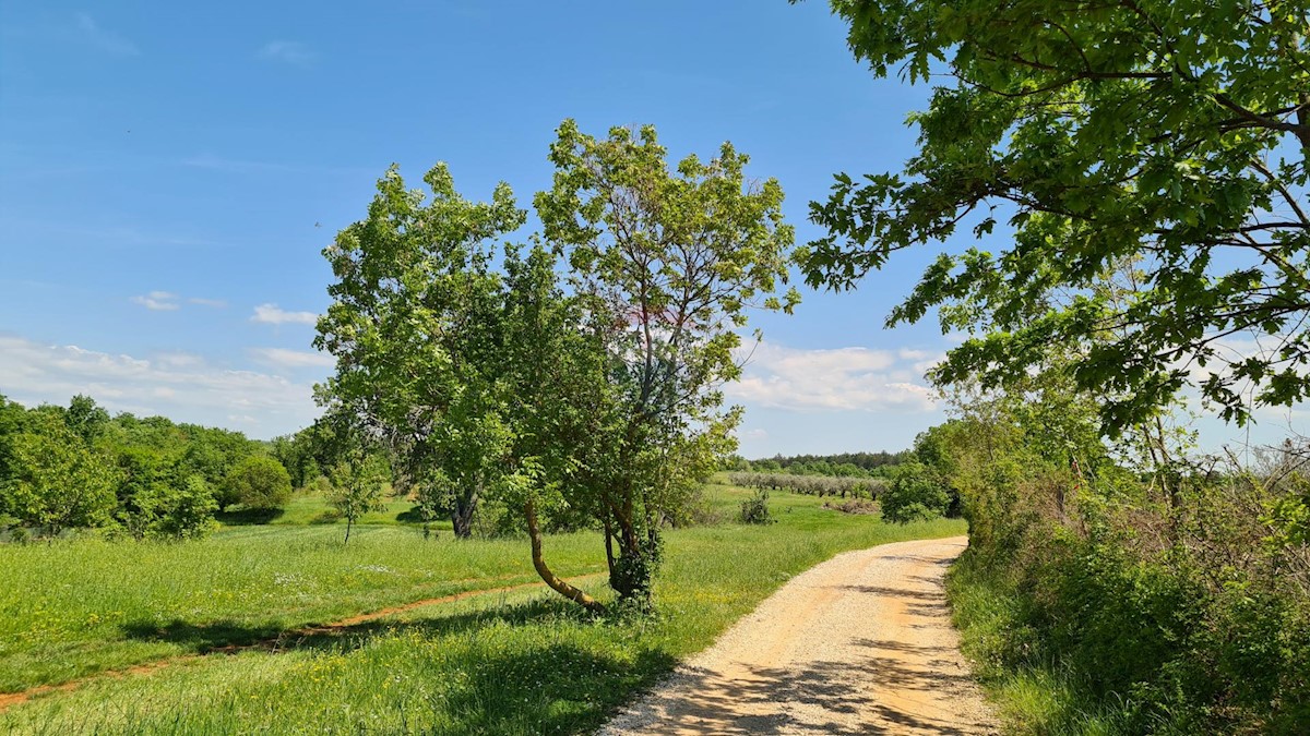 Poreč okolica, Poreč, 1.100m2