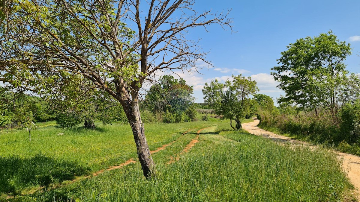 Poreč okolica, Poreč, 1.100m2