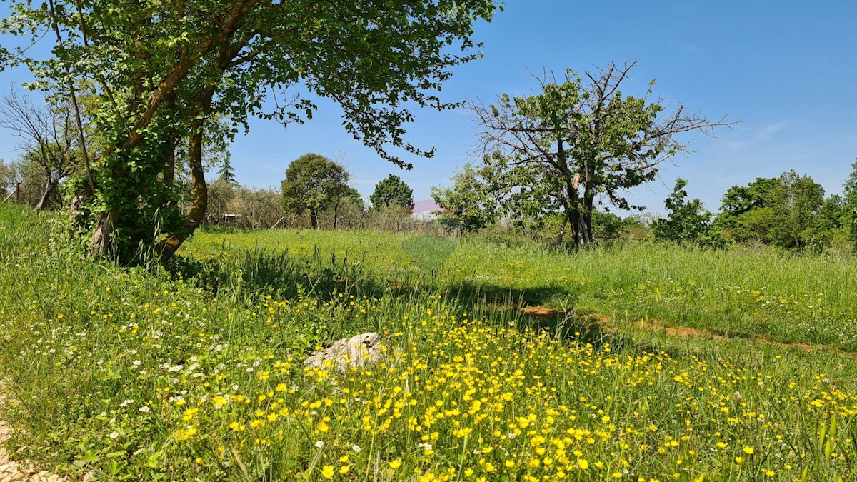 Poreč okolica, Poreč, 1.100m2