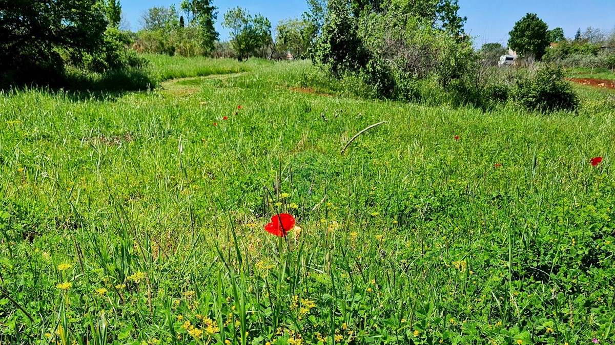 Poreč okolica, Poreč, 1.100m2