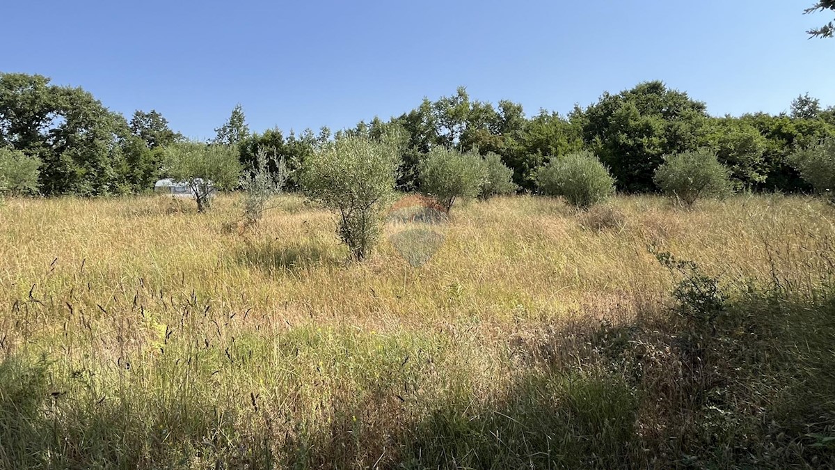 Stavbno zemljišče Delići, Sveti Lovreč, 1.511m2