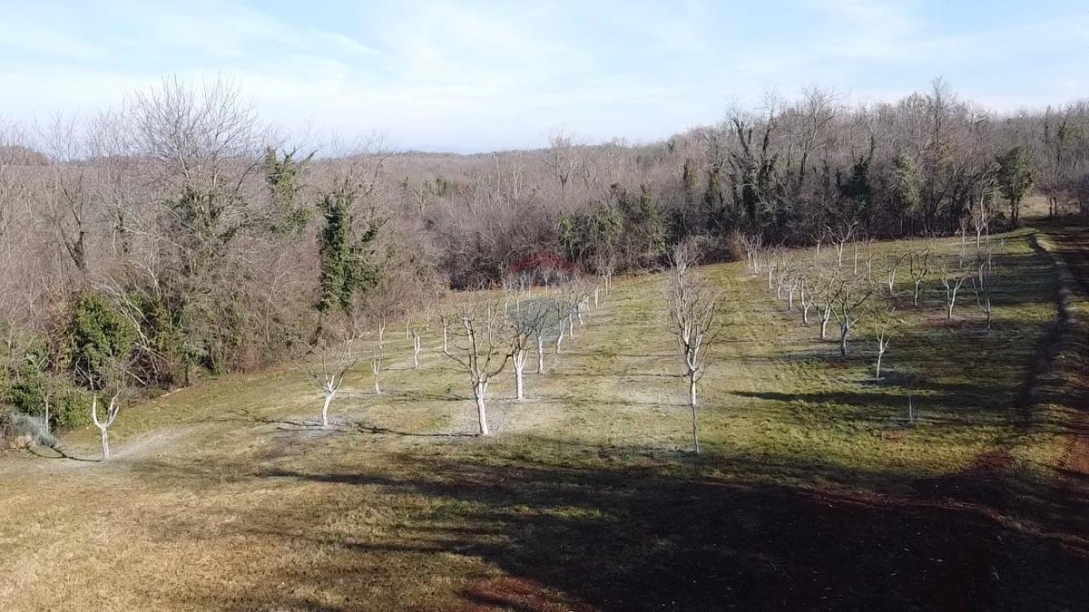 Stavbno zemljišče Vranići kod Višnjana, Višnjan, 3.676m2