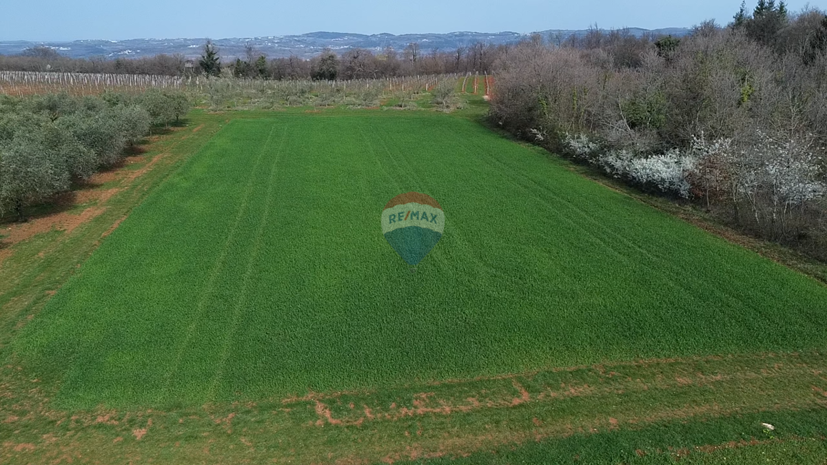 Stavbno zemljišče Markovići, Vižinada, 17.273m2