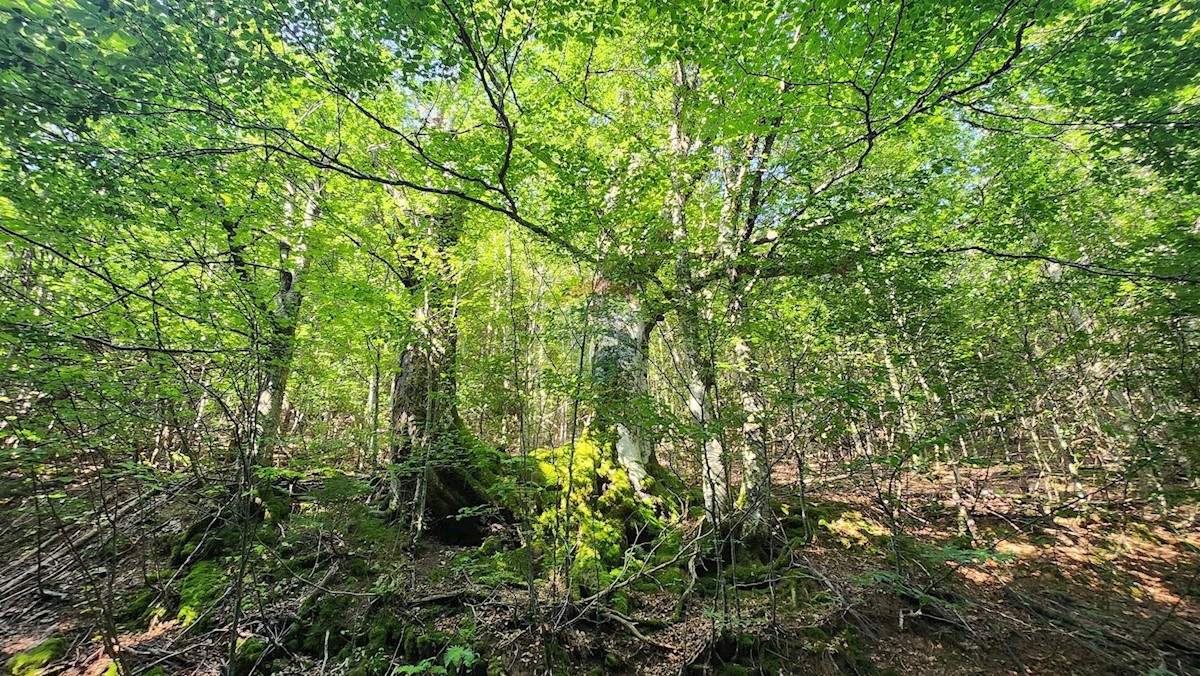 Stavbno zemljišče Mrkopalj, 24.721m2