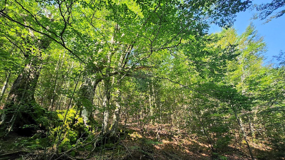 Stavbno zemljišče Mrkopalj, 24.721m2