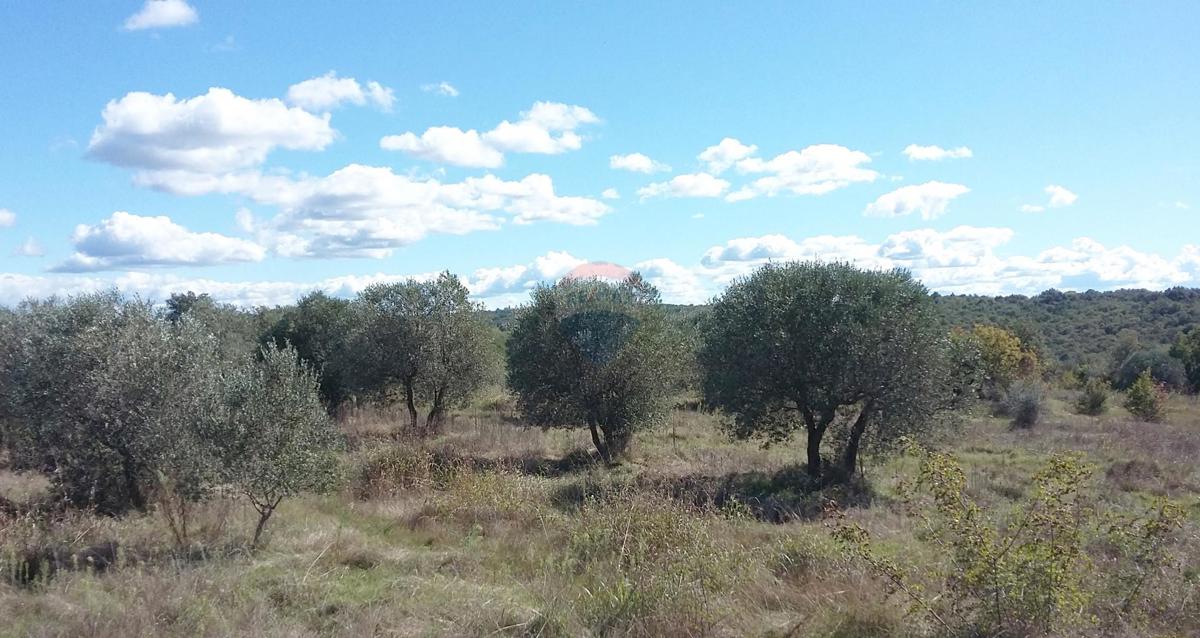 Stavbno zemljišče Umag, 10.597m2