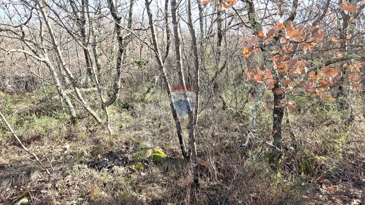 Stavbno zemljišče Momjan, Buje, 4.989m2