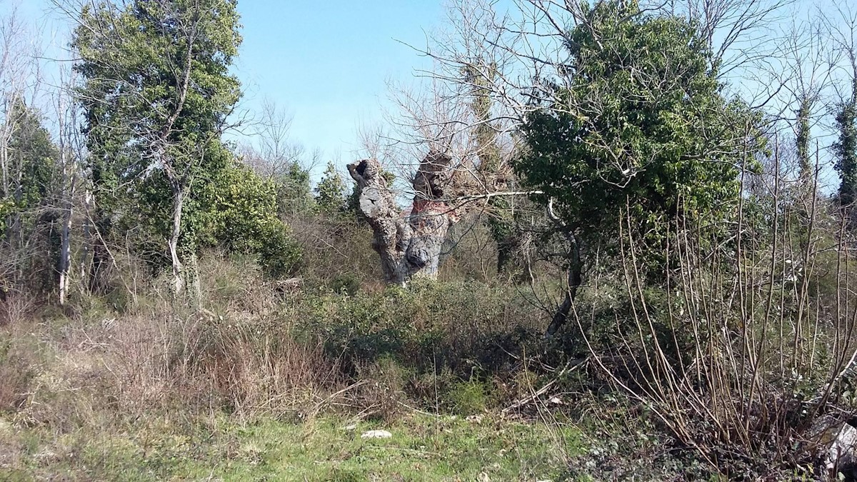 Savudrija, Umag, 1.035m2