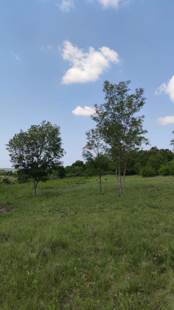 Stavbno zemljišče Barat, Kanfanar, 6.065m2