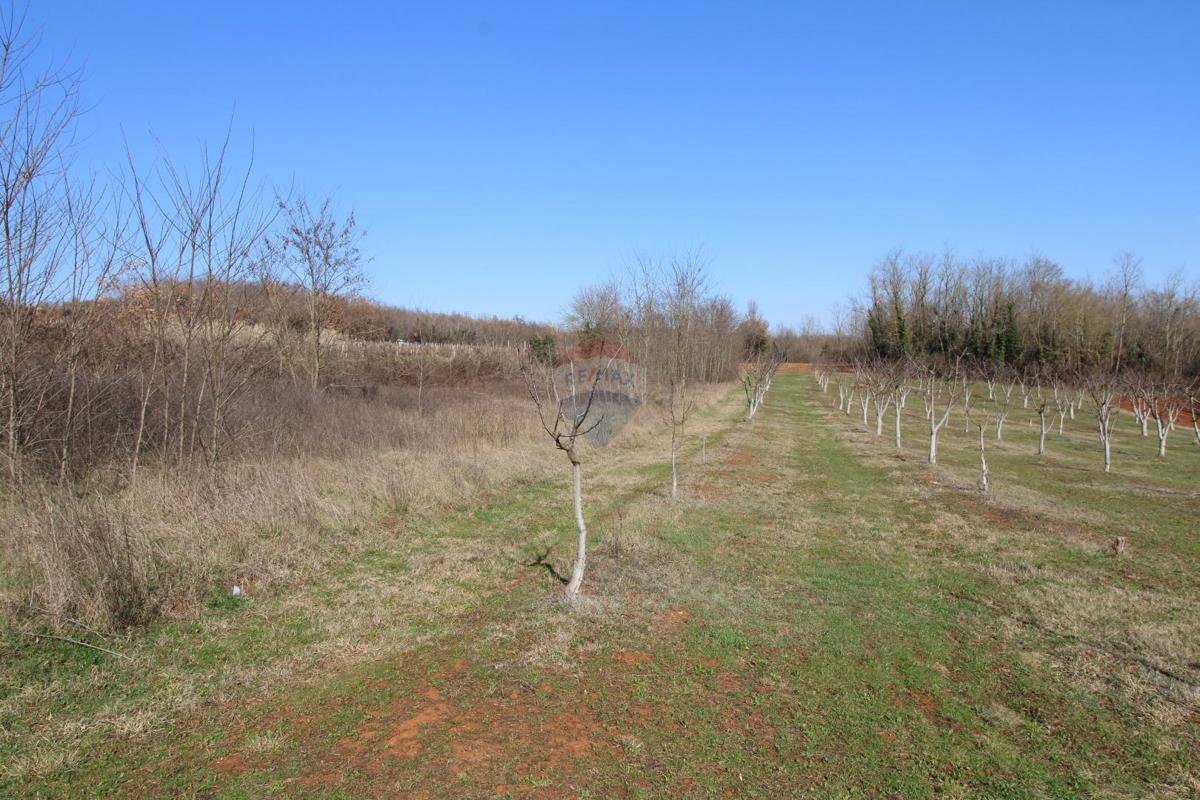 Stavbno zemljišče Velići, Vižinada, 3.006m2