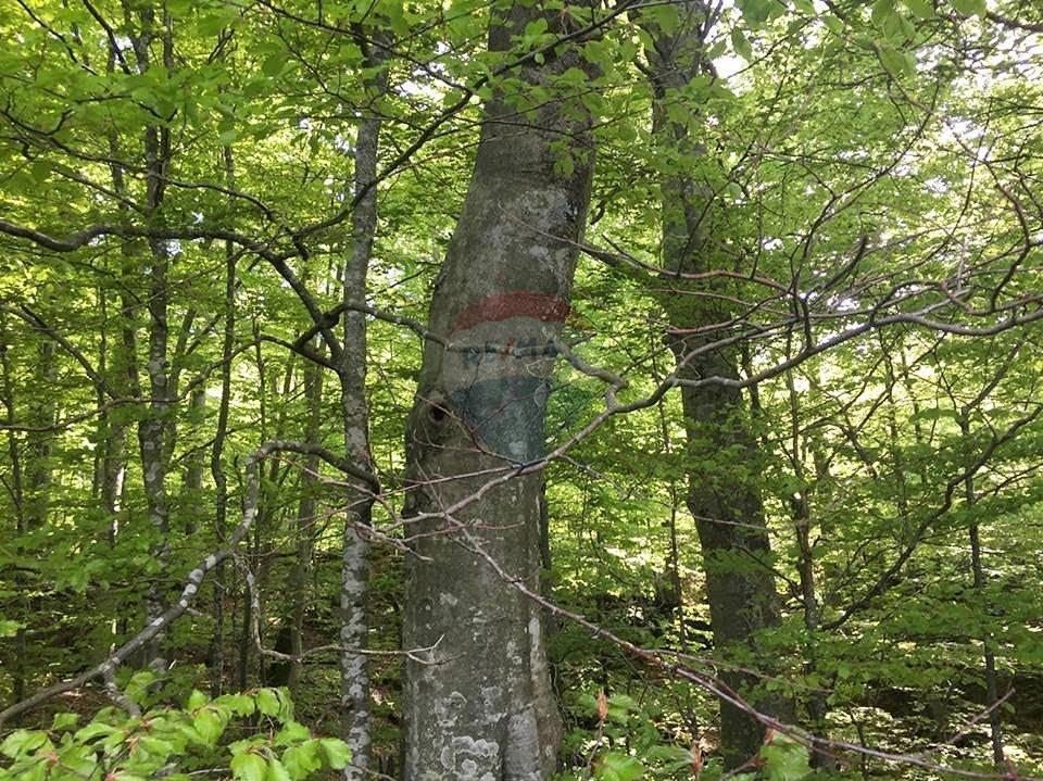 Stavbno zemljišče Bribir, Vinodolska Općina, 5.000m2