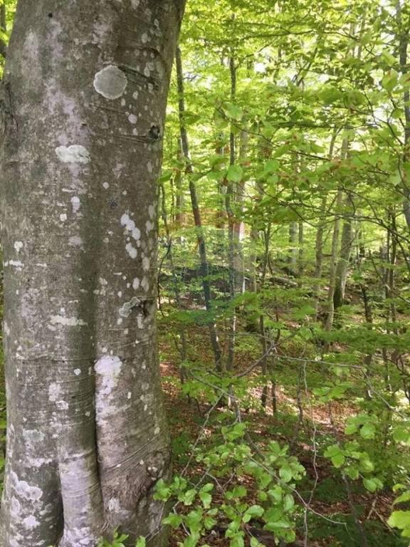 Stavbno zemljišče Bribir, Vinodolska Općina, 5.000m2