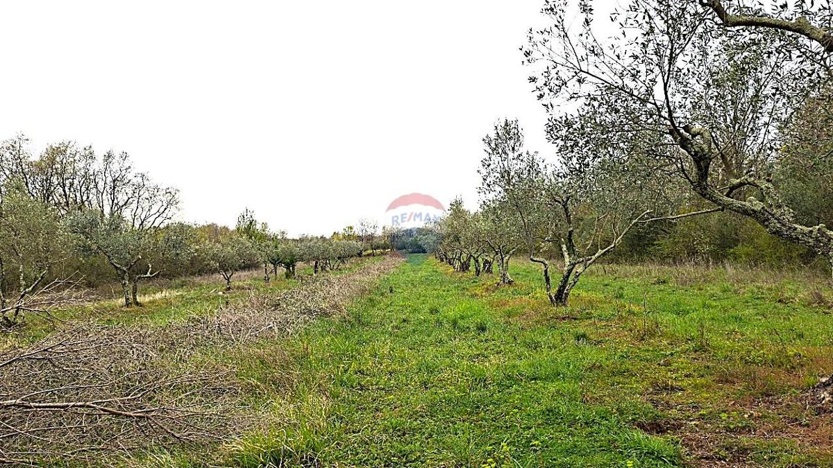 Stavbno zemljišče Kaštel, Buje, 5.704m2