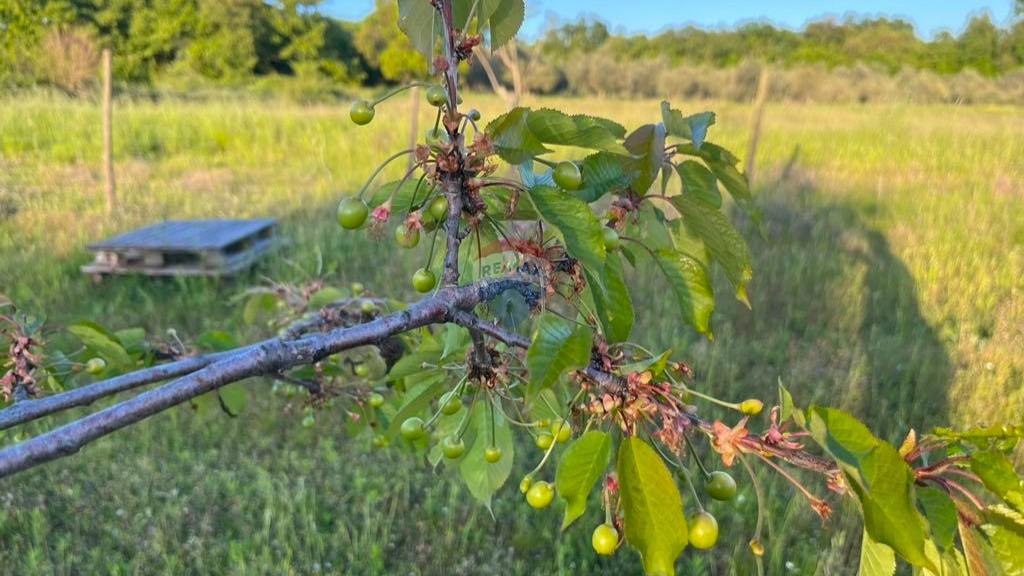 Stavbno zemljišče Lovrečica, Umag, 1.327m2