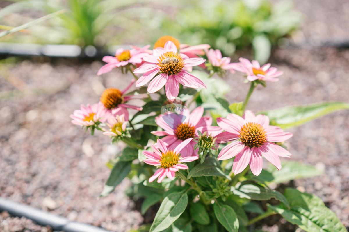 Hiša Bribir, Vinodolska Općina, 120m2