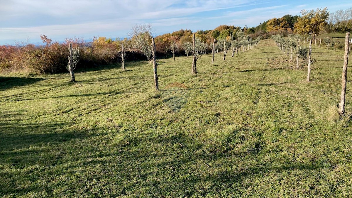 Kućibreg, Buje, 4.513m2