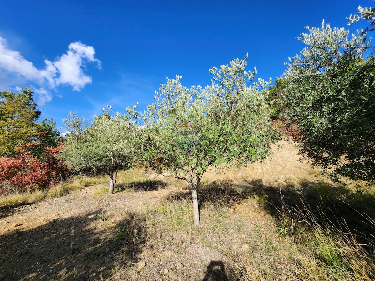 Stavbno zemljišče Račice, Buzet, 4.090m2