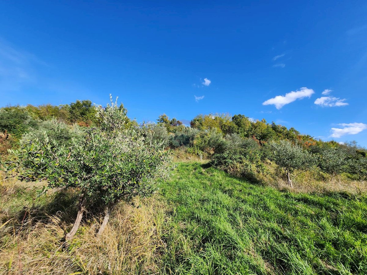 Stavbno zemljišče Račice, Buzet, 4.090m2