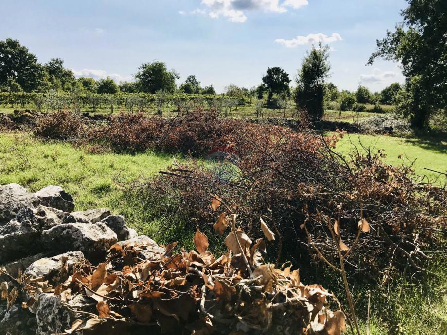 Žminj, Cere – Zazidljivo zemljišče z dovoljenjem za sodobno pritlično hišo z bazenom