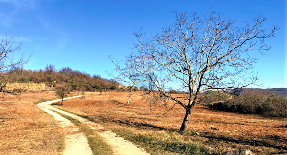 Grožnjan, 114.440m2
