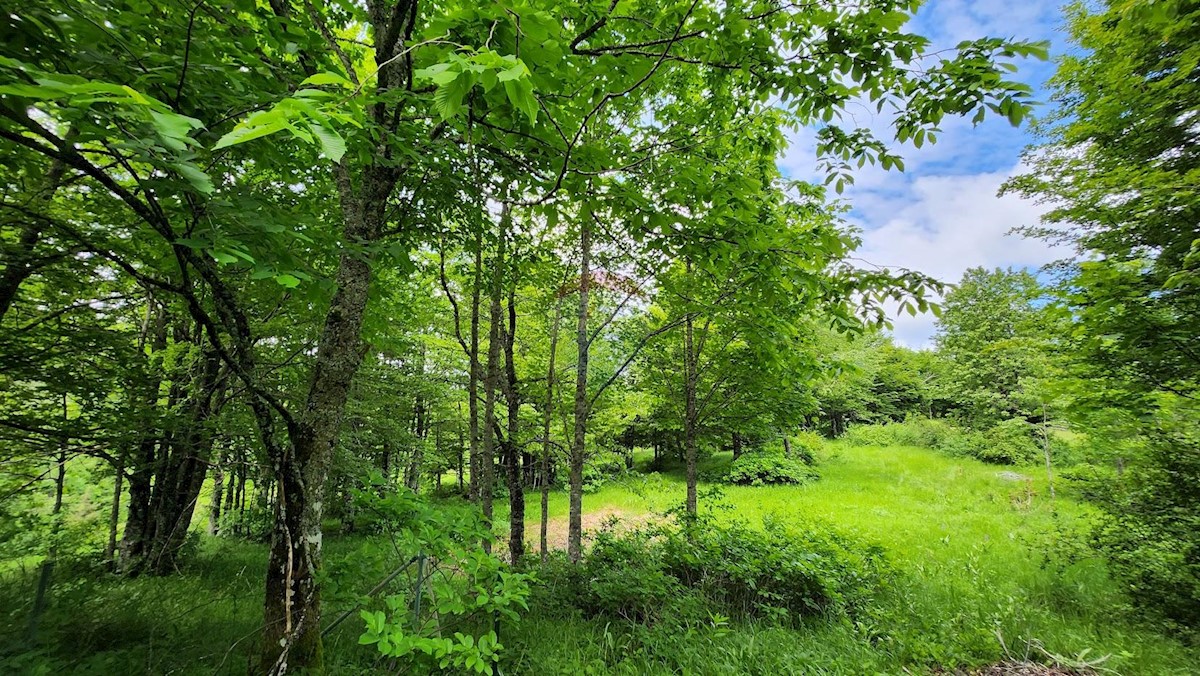 Stari Laz, Ravna Gora, 2.331m2