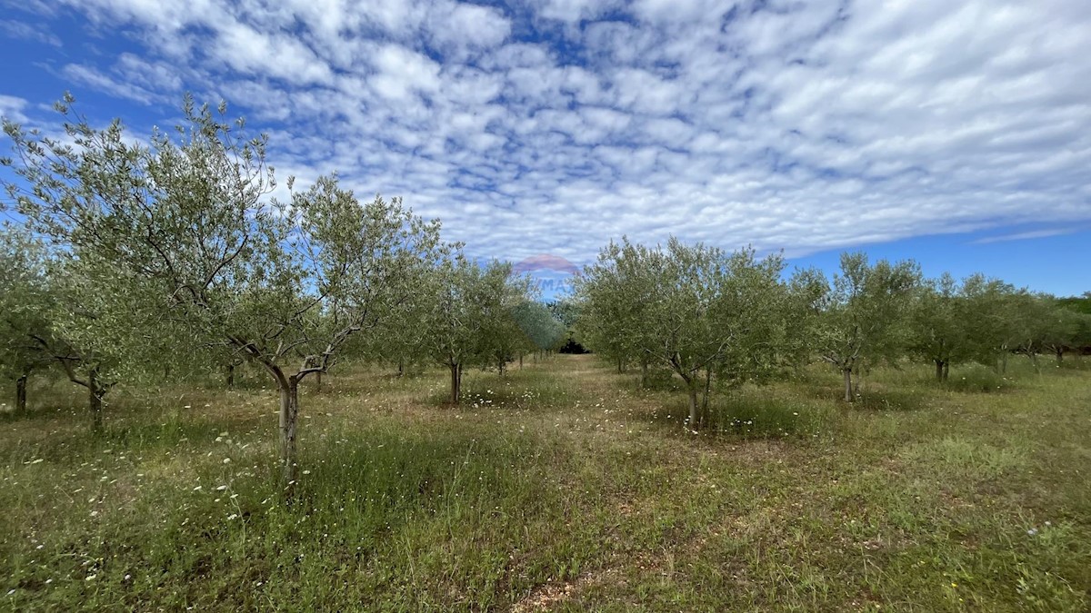 Stavbno zemljišče Labinci, Kaštelir-Labinci, 8.841m2