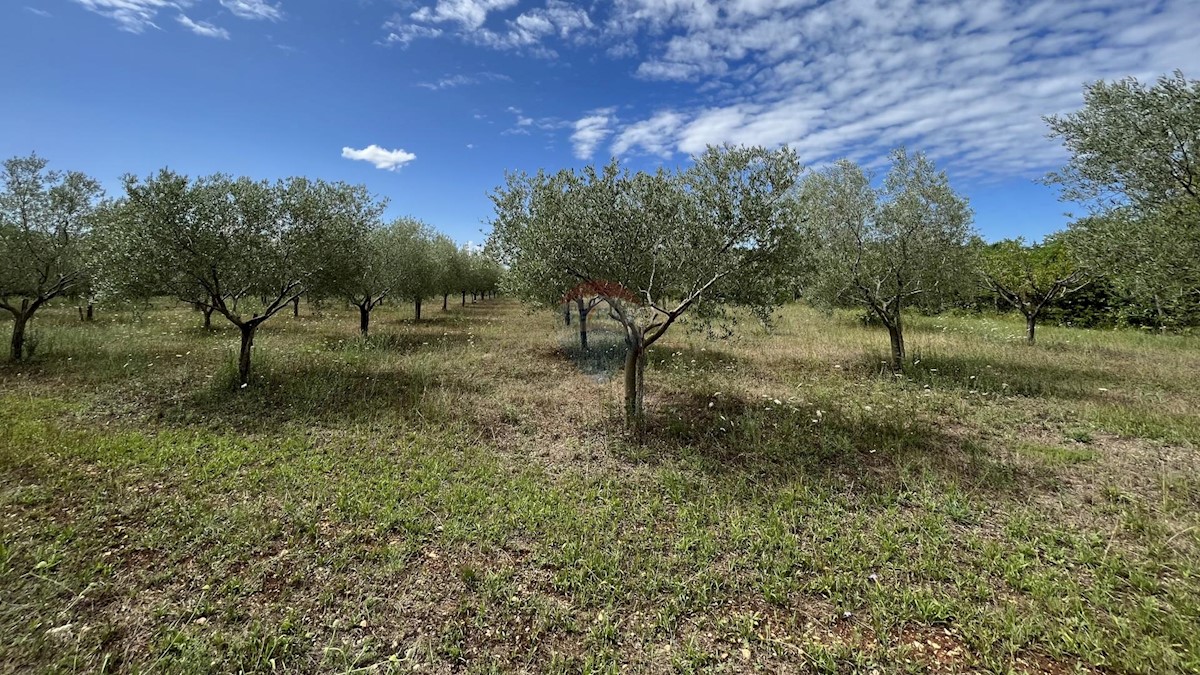 Stavbno zemljišče Labinci, Kaštelir-Labinci, 8.841m2