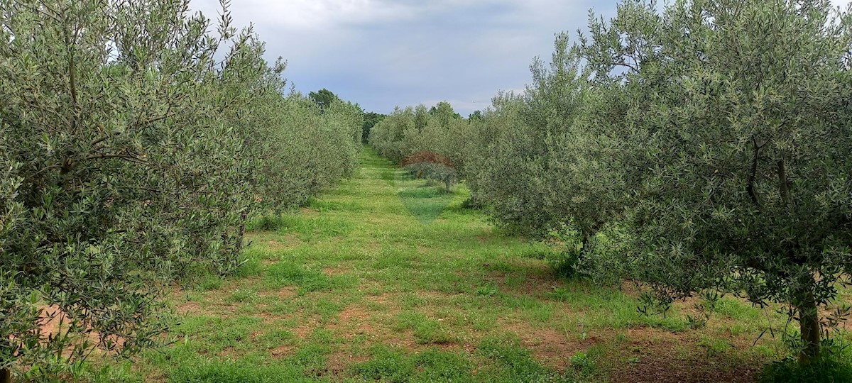 Stavbno zemljišče Vodnjan, 24.680m2