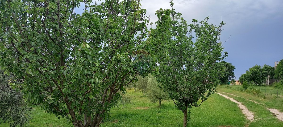 Stavbno zemljišče Vodnjan, 24.680m2