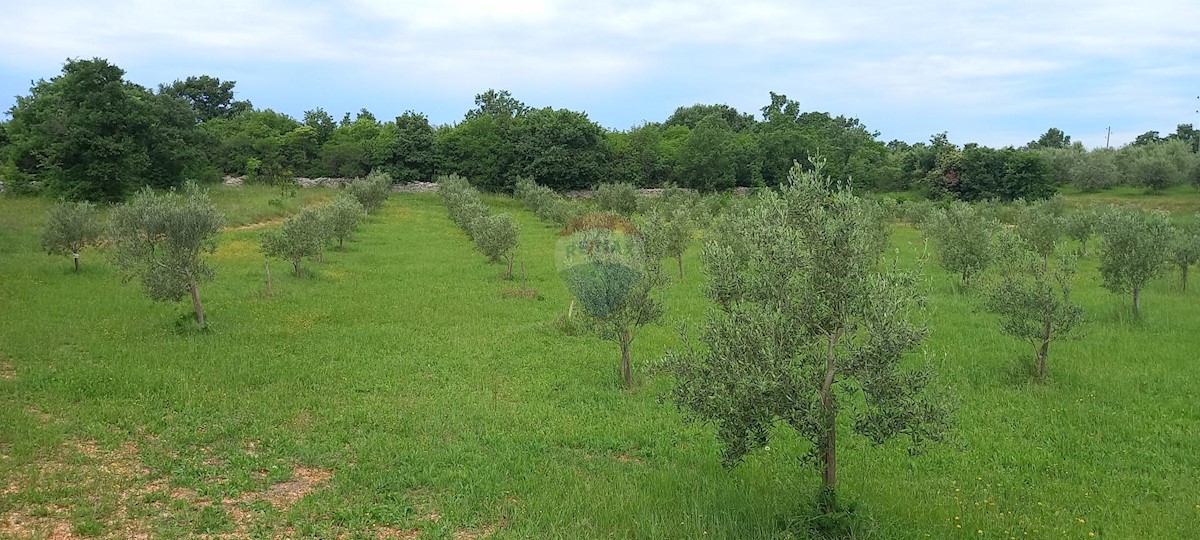 Stavbno zemljišče Vodnjan, 24.680m2