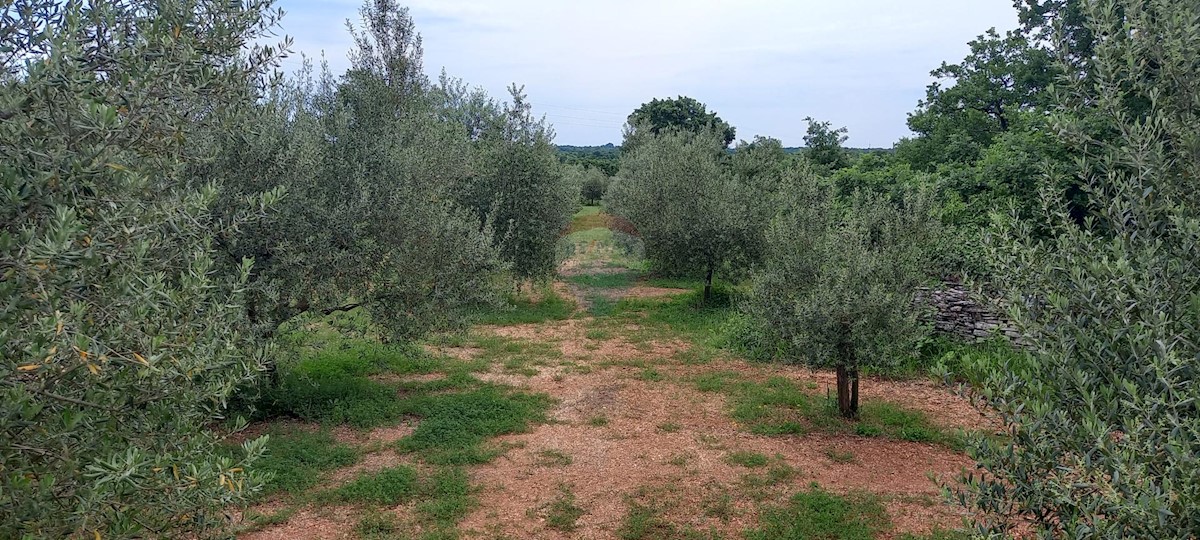 Stavbno zemljišče Vodnjan, 24.680m2