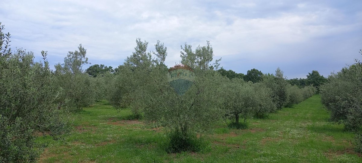 Stavbno zemljišče Vodnjan, 24.680m2