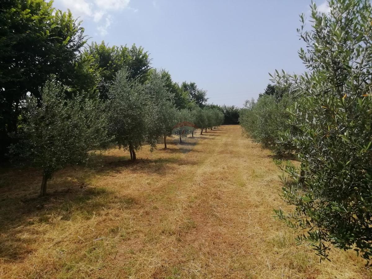 Stavbno zemljišče Vodnjan, 24.680m2