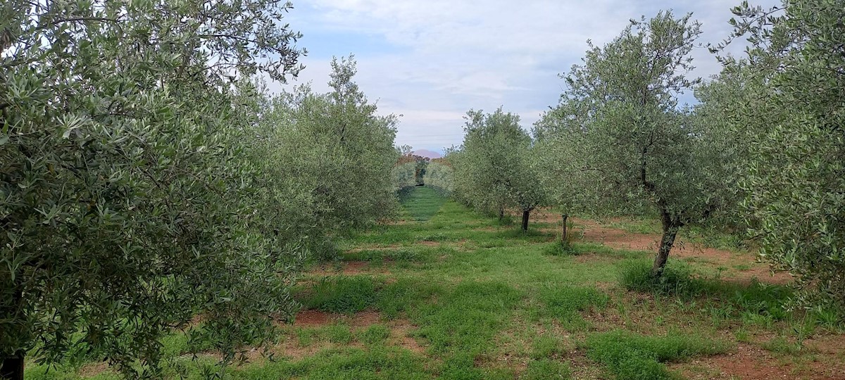 Stavbno zemljišče Vodnjan, 24.680m2