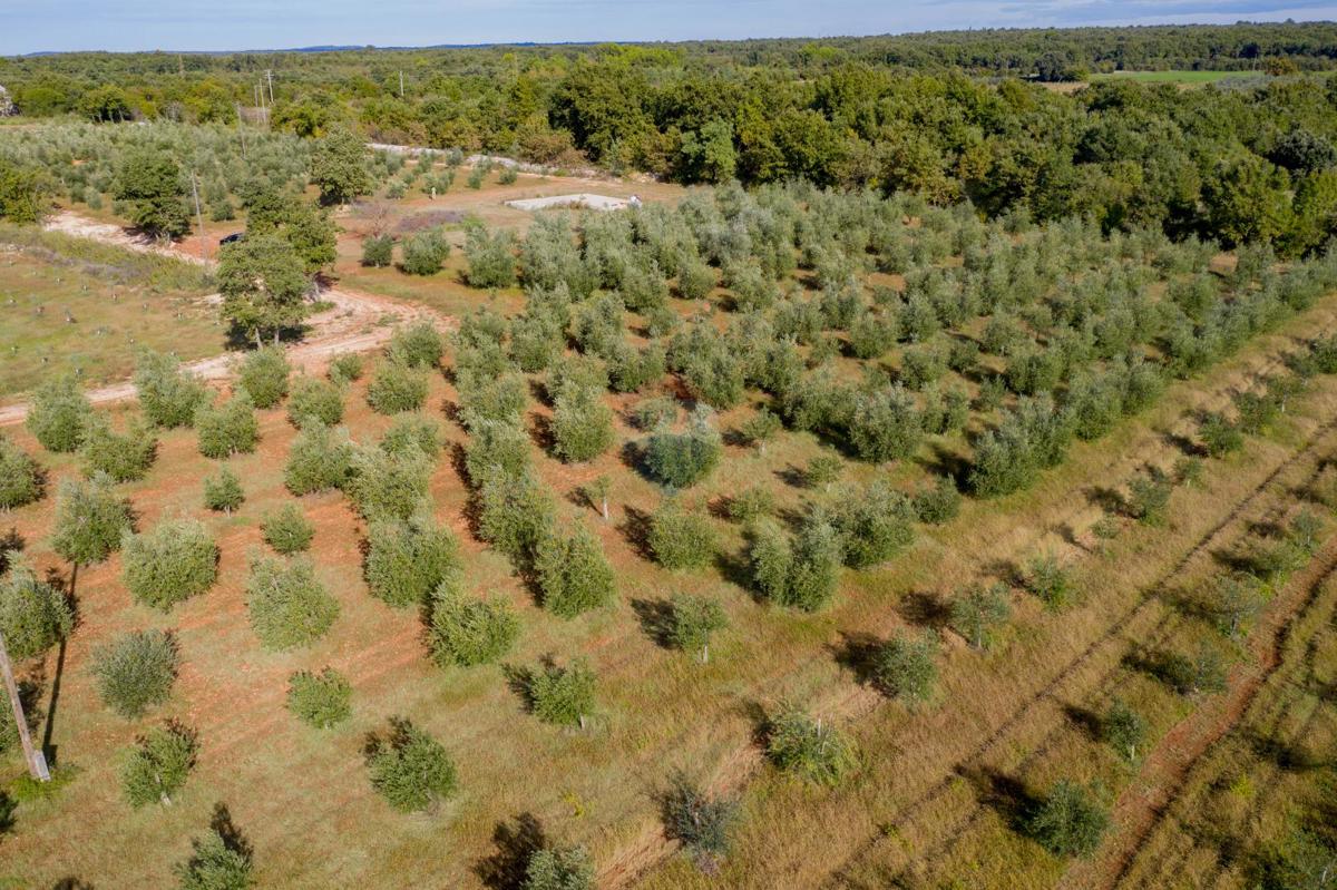 Stavbno zemljišče Vodnjan, 24.680m2
