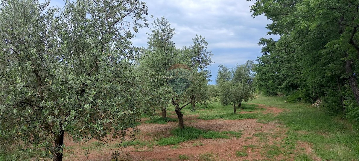 Stavbno zemljišče Vodnjan, 24.680m2