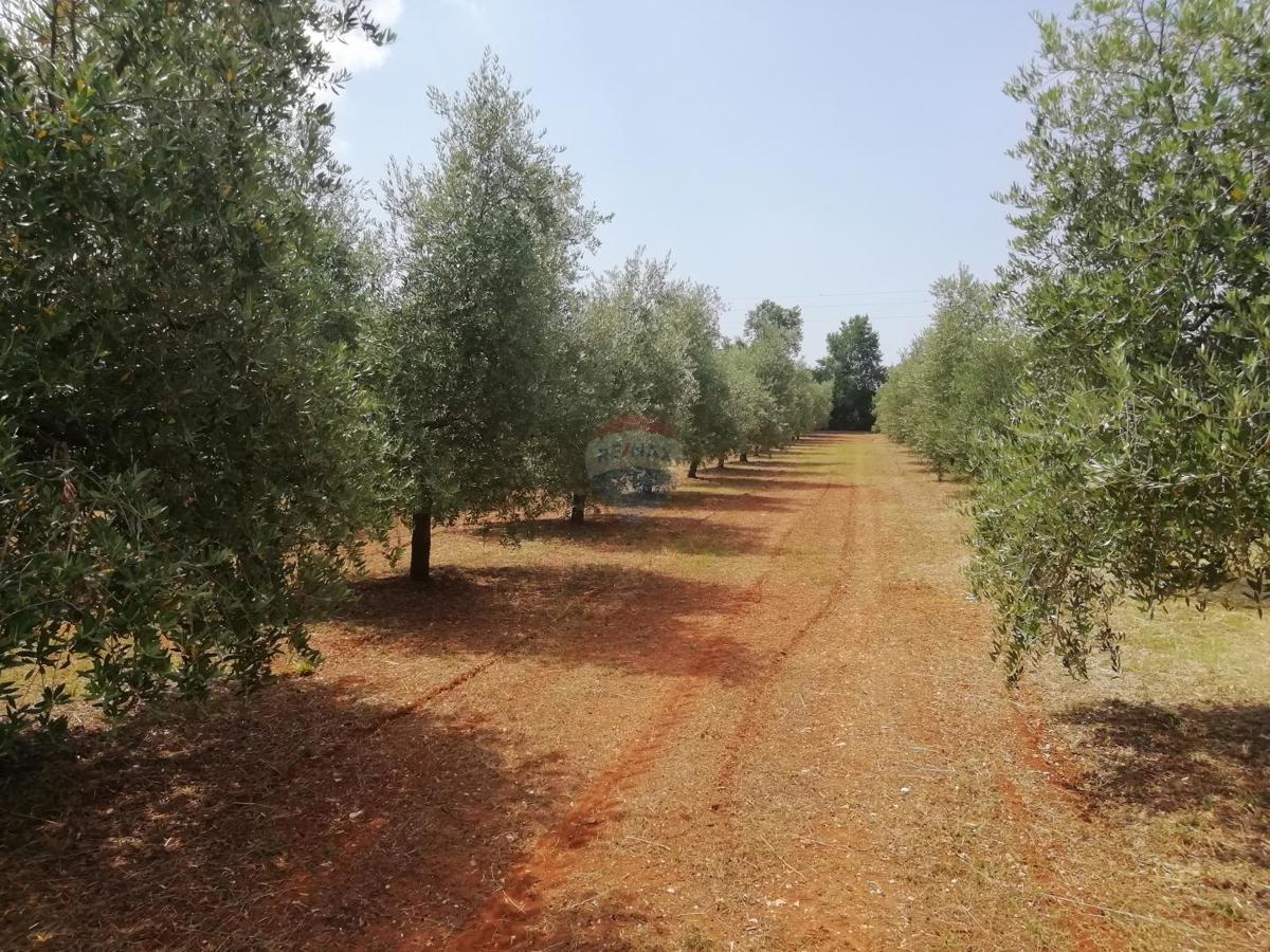 Stavbno zemljišče Vodnjan, 24.680m2