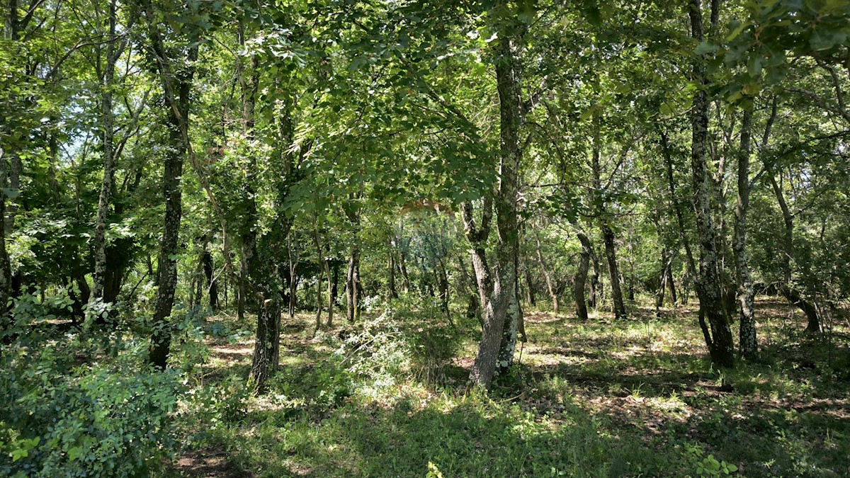 Stavbno zemljišče Kaštelir, Kaštelir-Labinci, 24.000m2