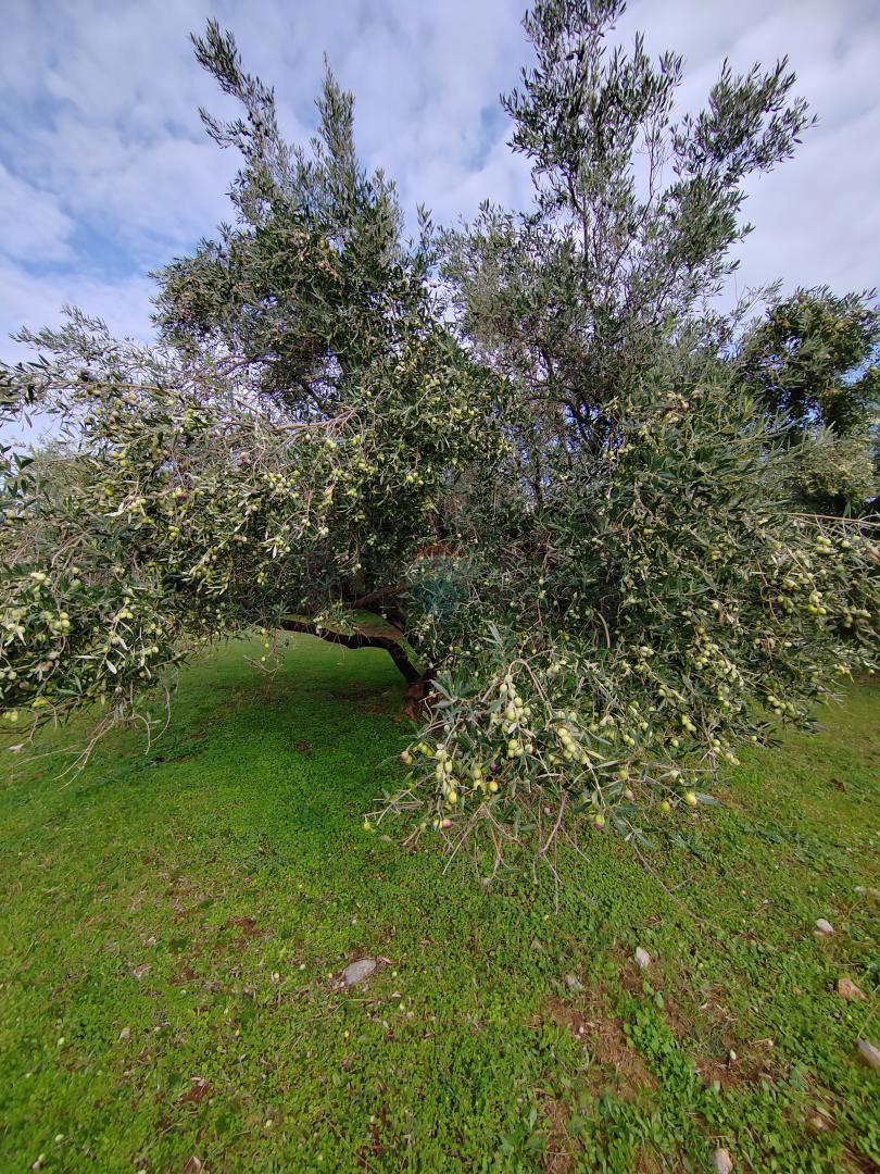 Stavbno zemljišče Kornić, Krk, 1.130m2