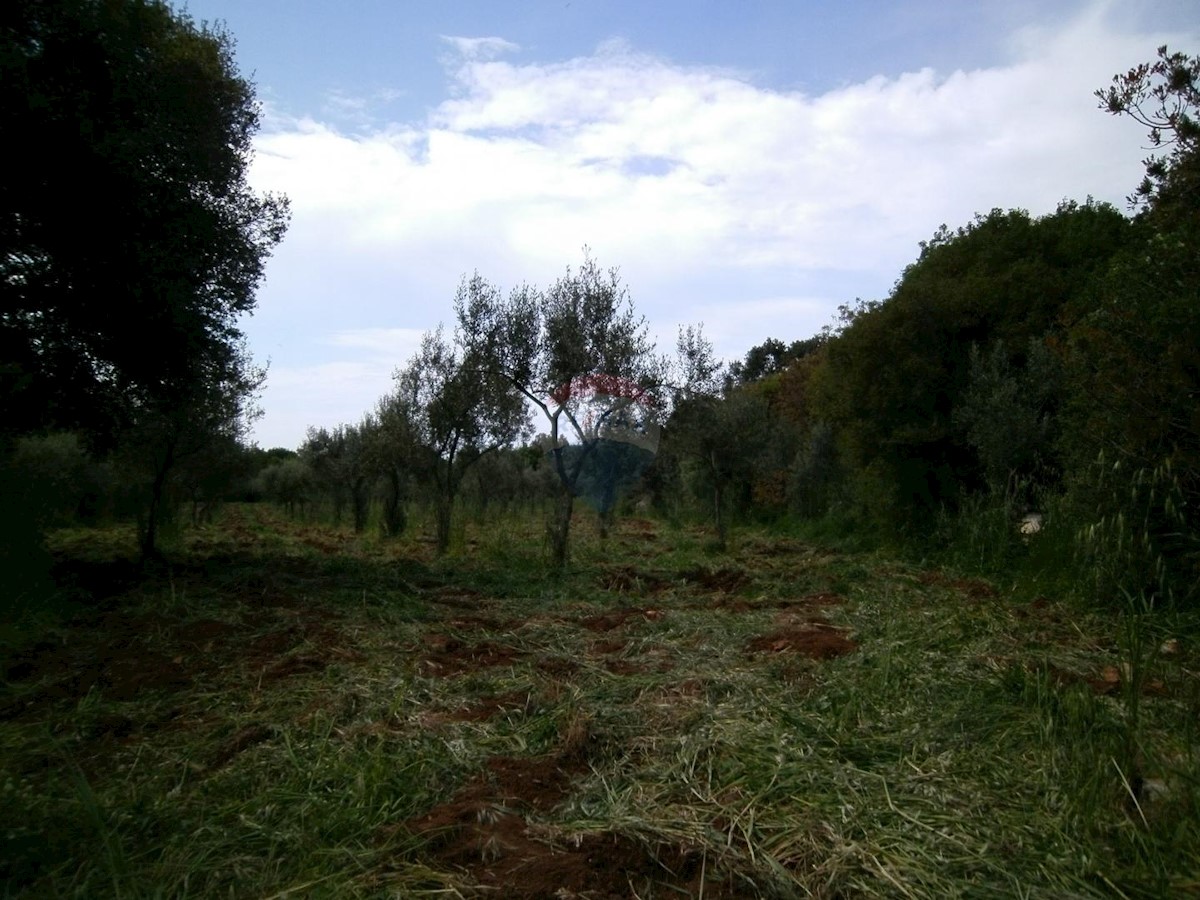 Stavbno zemljišče Fažana, 4.340m2