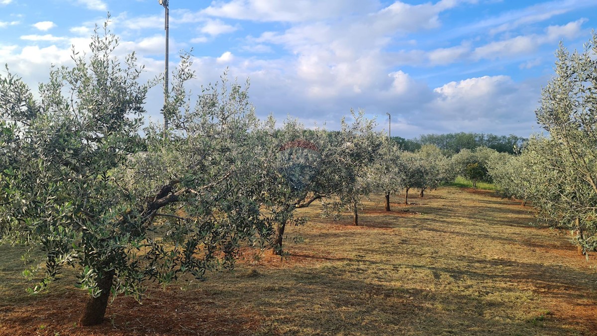 Kaštelir: Kombinacija, zazidljivo zemljišče in oljčni nasad