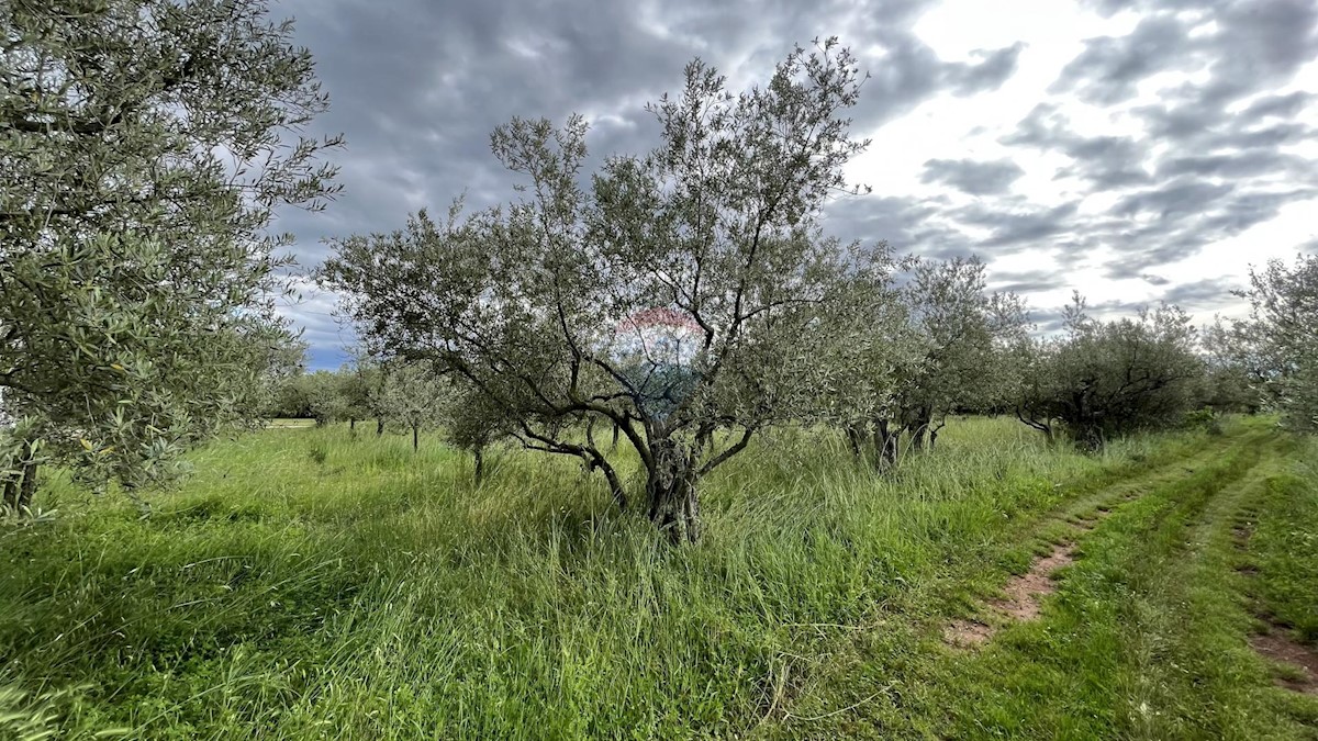 Vabriga, Tar-Vabriga, 1.377m2