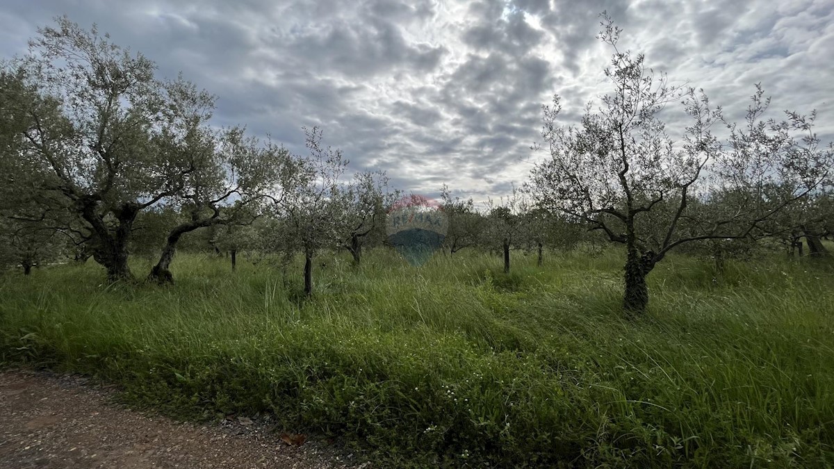 Vabriga, Tar-Vabriga, 1.377m2