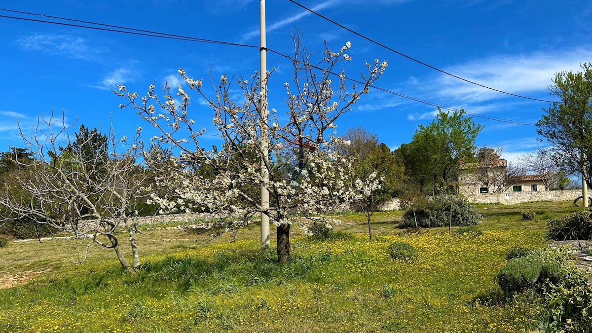 ISTRIA, BUJE - Detached house and large building plot