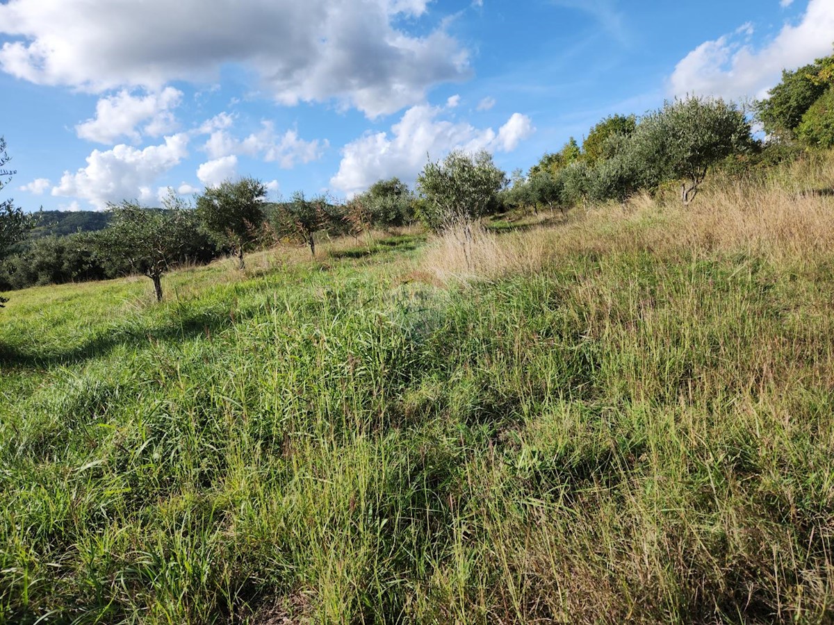 Stavbno zemljišče Račice, Buzet, 6.808m2