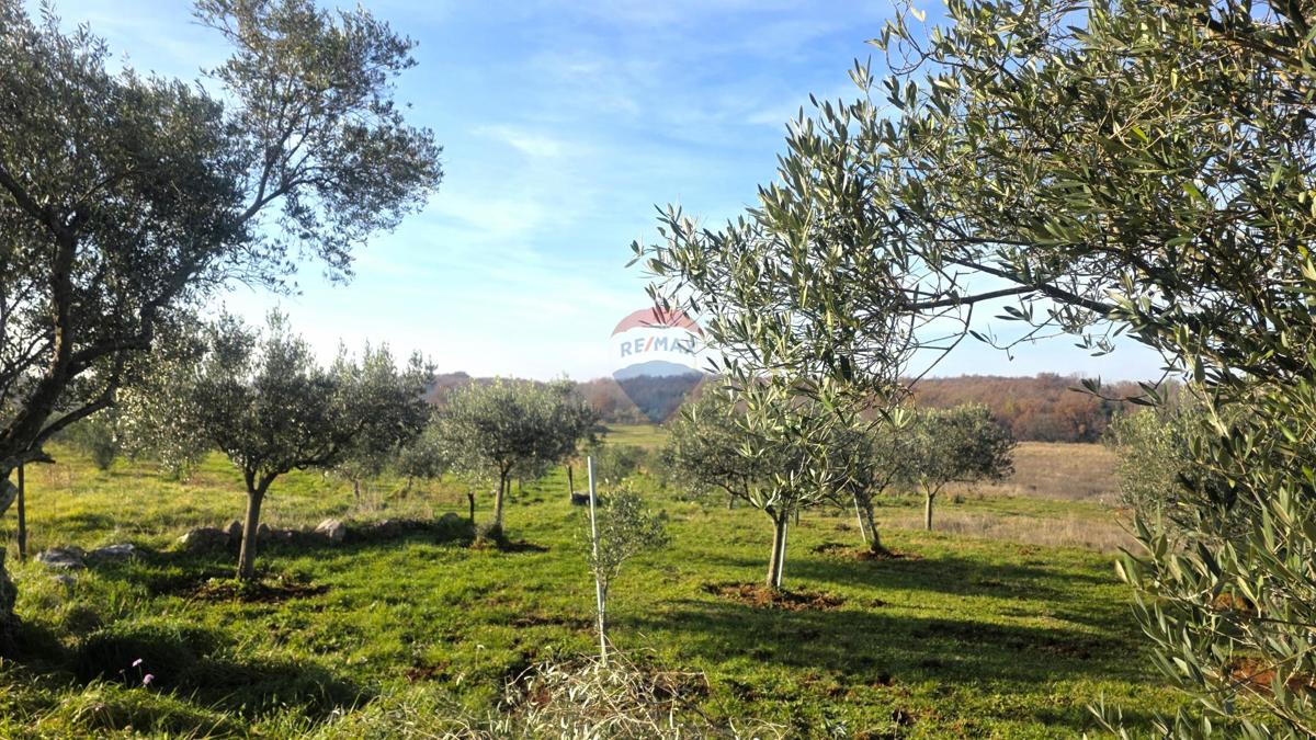 Stavbno zemljišče Lovrečica, Umag, 683m2