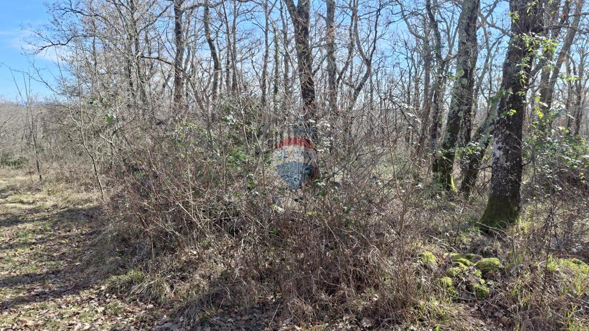 Stavbno zemljišče Momjan, Buje, 9.442m2